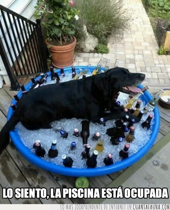 botella,botellín,calor,cerveza,comodidad,comodo,cubo,fresquito,hielo,labrador,perro